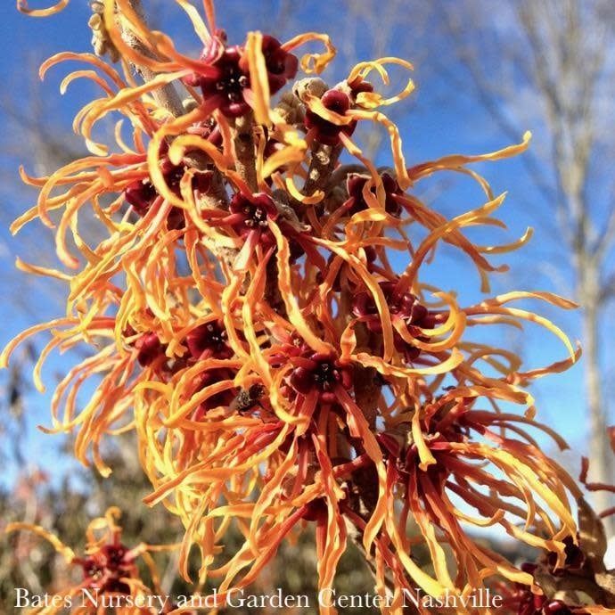 #5 Hamamelis x Jelena/ Witch Hazel