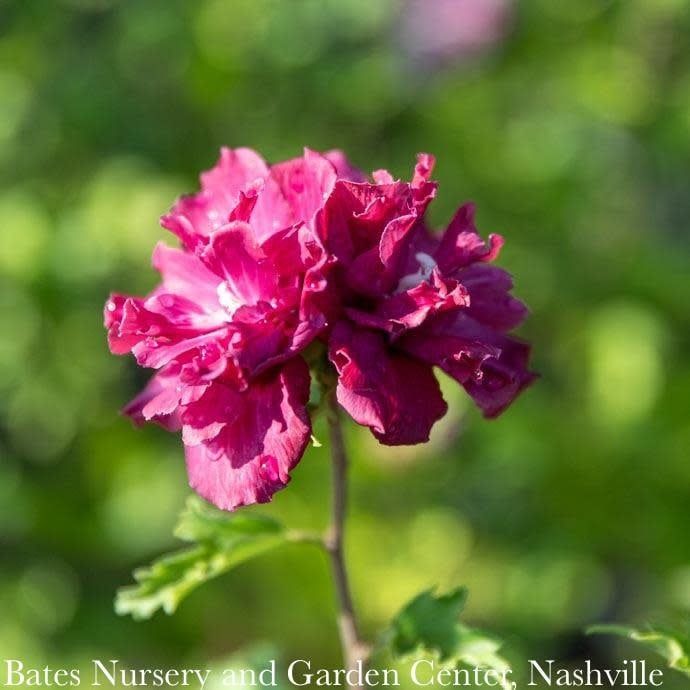 #3 Hibiscus syr Double Red/ Rose of Sharon/ Althea