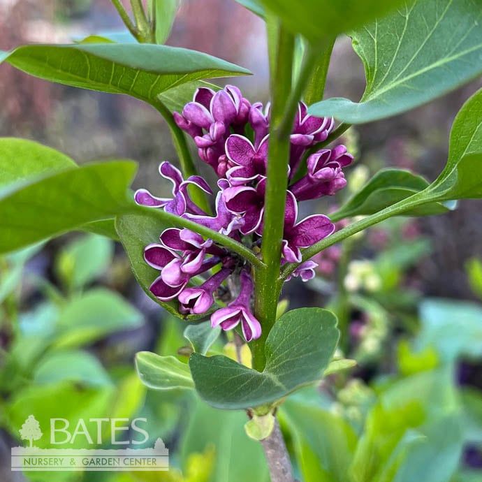 #5 Syringa vul Sensation/ Purple and White Lilac