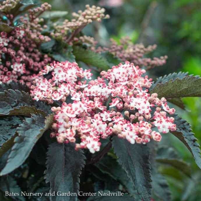 #3 Sambucus nigra Black Tower/ Columnar Elderberry Native (TN)