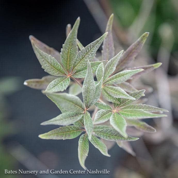 #5 Vitex agnus-castus/ Chastetree