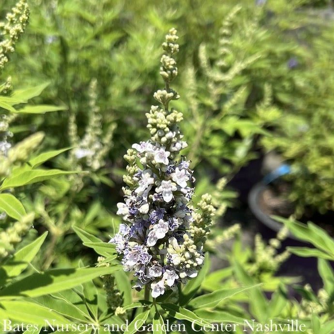 #5 Vitex agnus-castus/ Chastetree