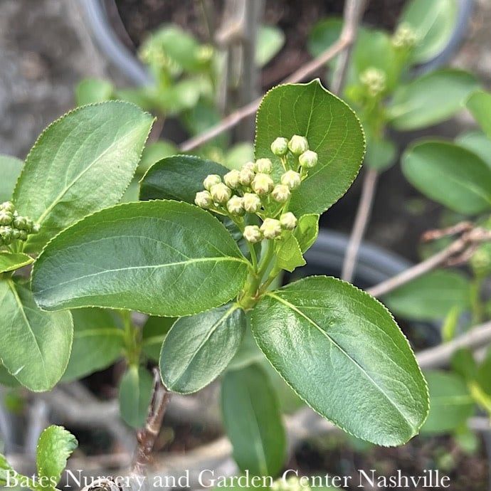 #1 Aronia melano Autumn Magic/ Black Chokeberry Native (TN)