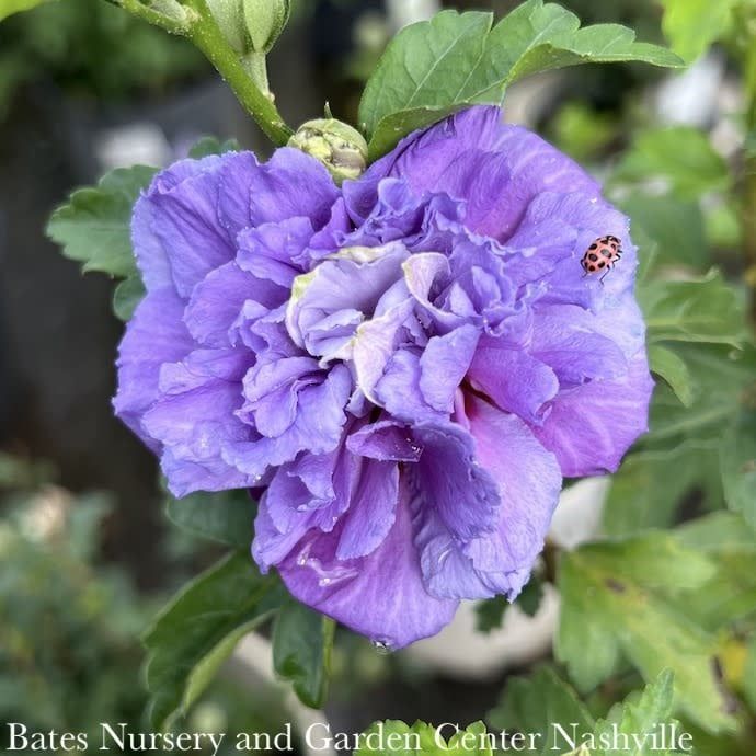 Topiary Patio Tree #7 Hibiscus syr Hibiscus syr Blueberry Smoothie/ Rose Of Sharon/ Althea