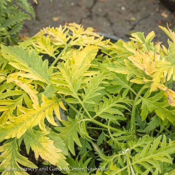 #3 Sambucus racemosa Morden Golden Glow/Elderberry