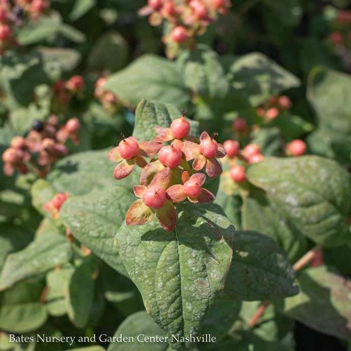 #1 Hypericum x Floralberry &#39;Rosé/ St. John&#39;s Wort