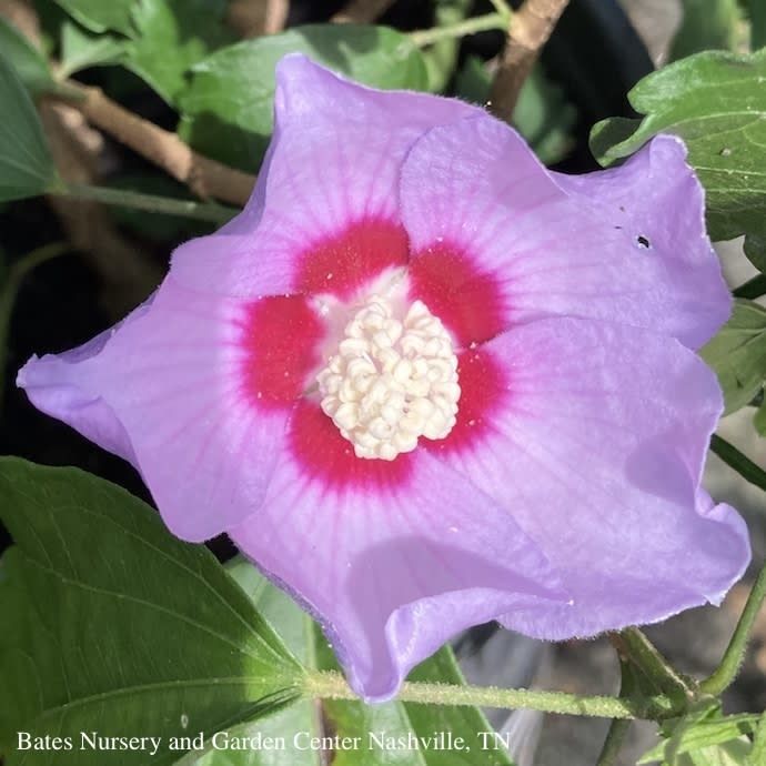 #3 Hibiscus syr Blue Angel/ Rose of Sharon/ Althea