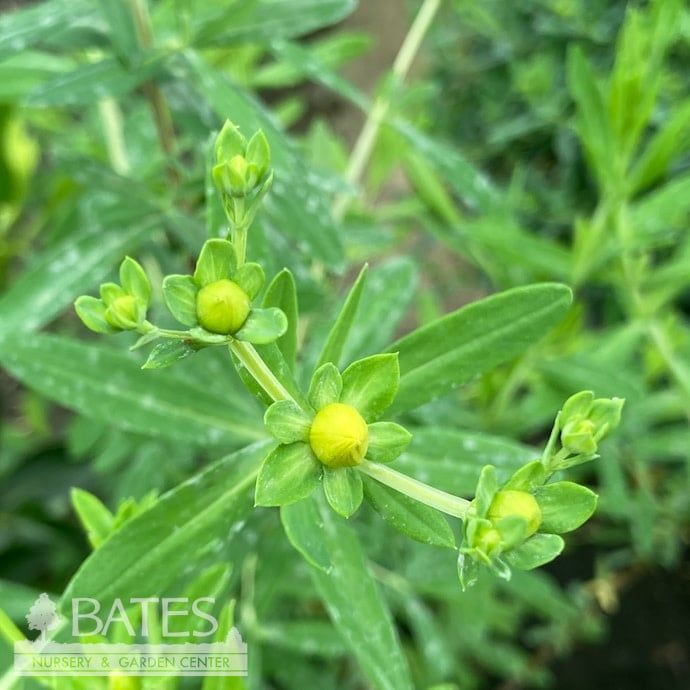 #1 Hypericum kalmianum/ Kalms St. John&#39;s Wort