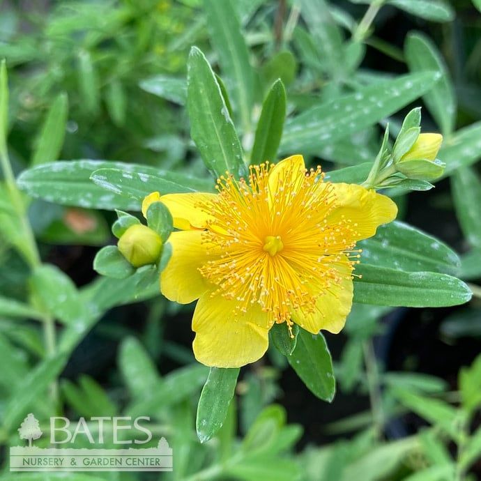 #1 Hypericum kalmianum/ Kalms St. John&#39;s Wort
