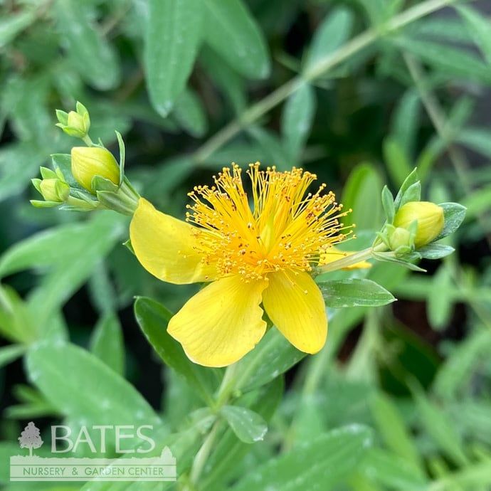 #1 Hypericum kalmianum/ Kalms St. John&#39;s Wort