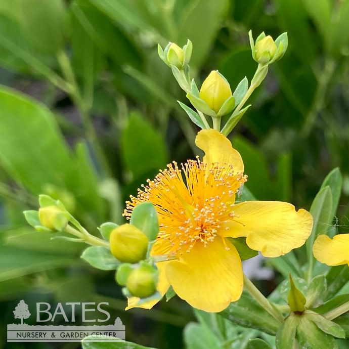 #1 Hypericum kalmianum/ Kalms St. John&#39;s Wort