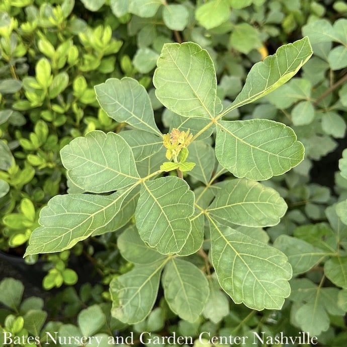 #2 Rhus aro Gro-Low/ Fragrant Sumac Native (TN)