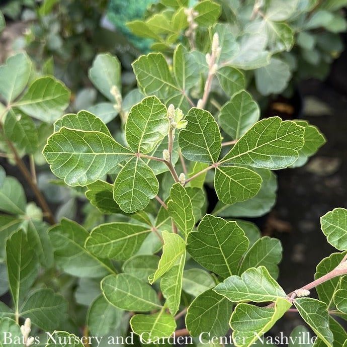 #2 Rhus aro Gro-Low/ Fragrant Sumac Native (TN)