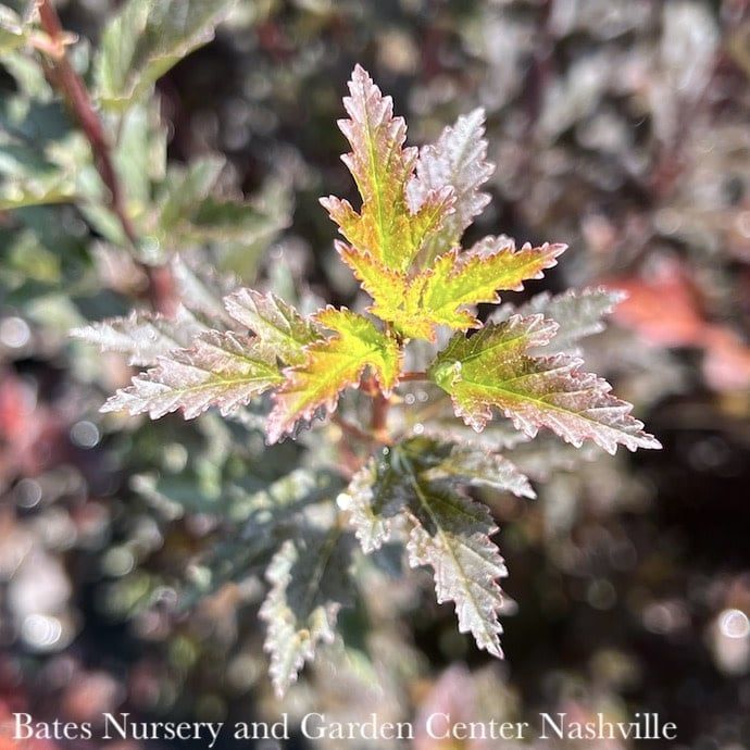 #3 Physocarpus opul PW Tiny Wine/ Ninebark Native (TN)