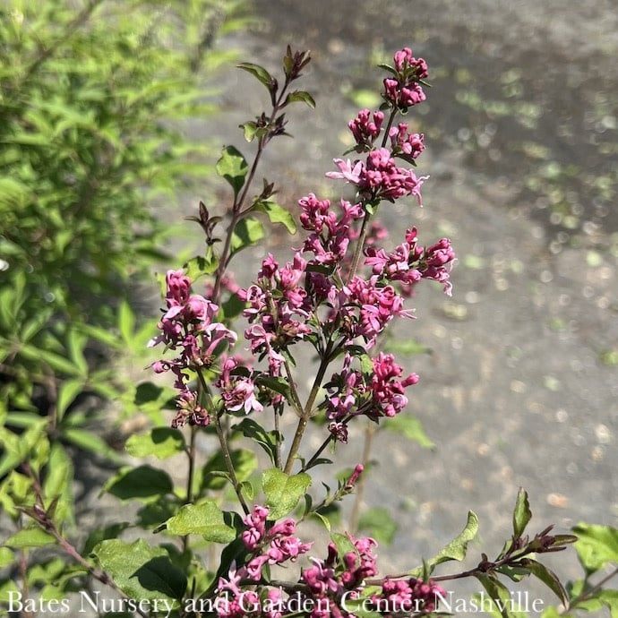 #3 Syringa x PW Bloomerang Dwarf Pink/ Reblooming Lilac