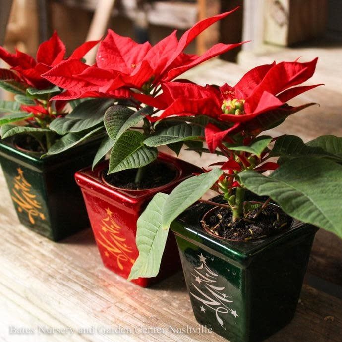 2p Poinsettia in Holiday Tree Star Pot