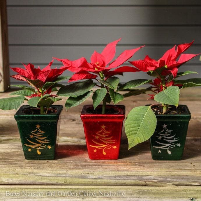 2p Poinsettia in Holiday Tree Star Pot