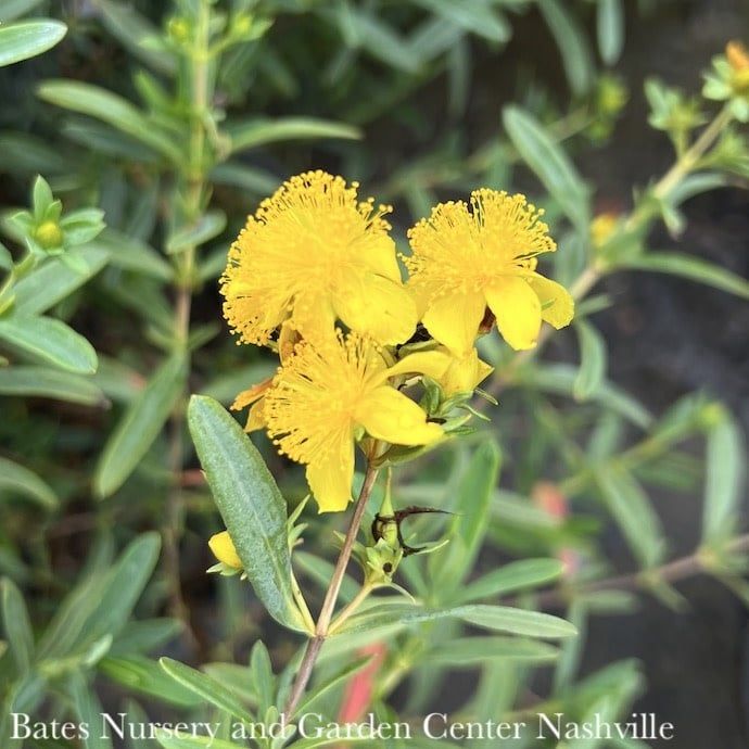 #2 Hypericum kalmianum PW Blues Festival/ St. John&#39;s Wort