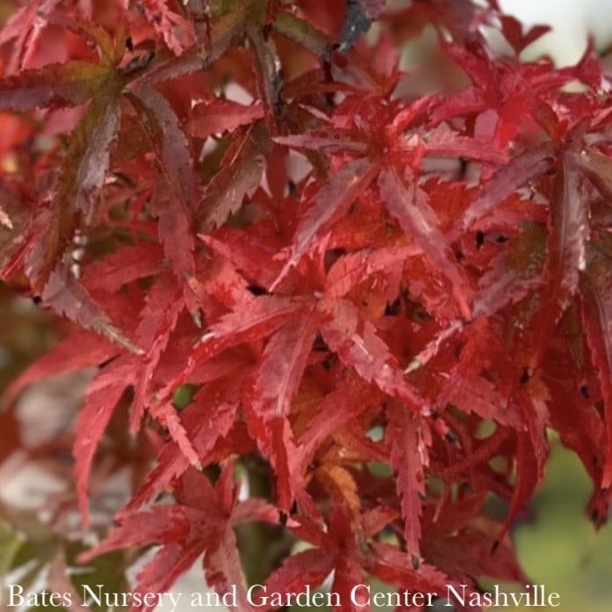 #6 Acer pal Sharp&#39;s Pygmy/ Green Dwarf Japanese Maple