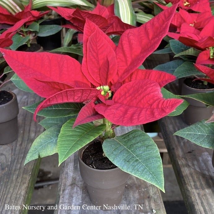 2p Poinsettia in Glazed Standard Pot w/Saucer