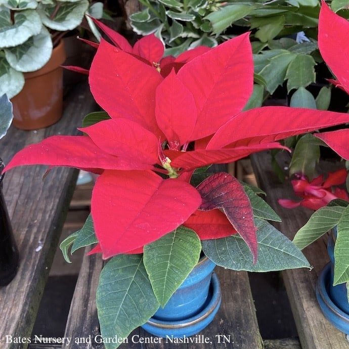 2p Poinsettia in Glazed Standard Pot w/Saucer