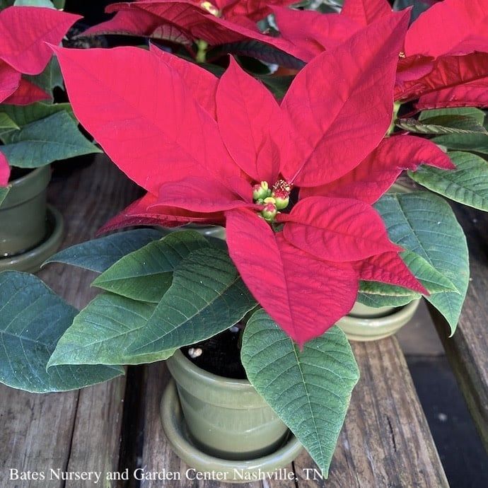 2p Poinsettia in Glazed Standard Pot w/Saucer