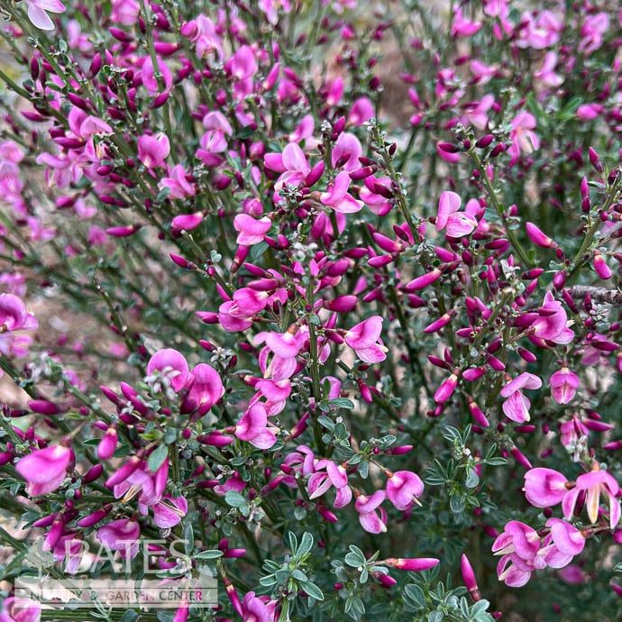 #2 Cytisus x Minstead/ Pink Scotch Broom