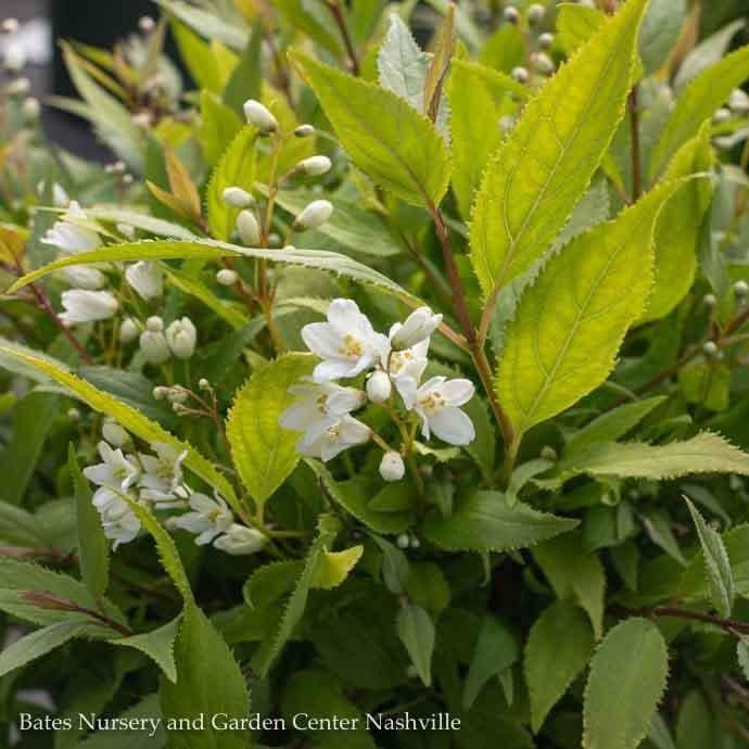 #2 Deutzia grac Nikko/ Dwarf Double White