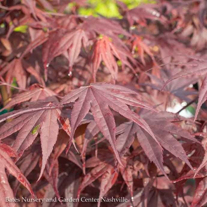 #6 Acer pal Bloodgood/ Red Upright Japanese Maple