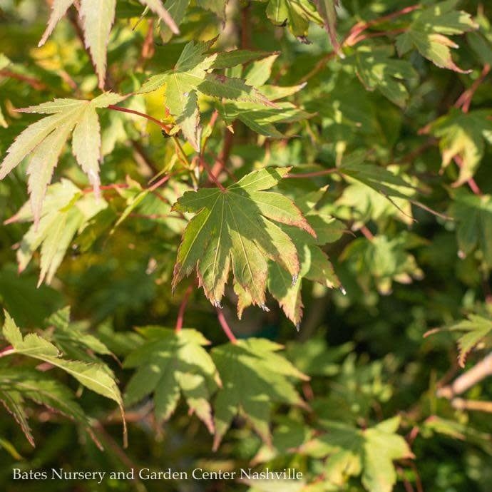 #15 BOX Acer pal Tobiosho/ Green Upright Japanese Maple