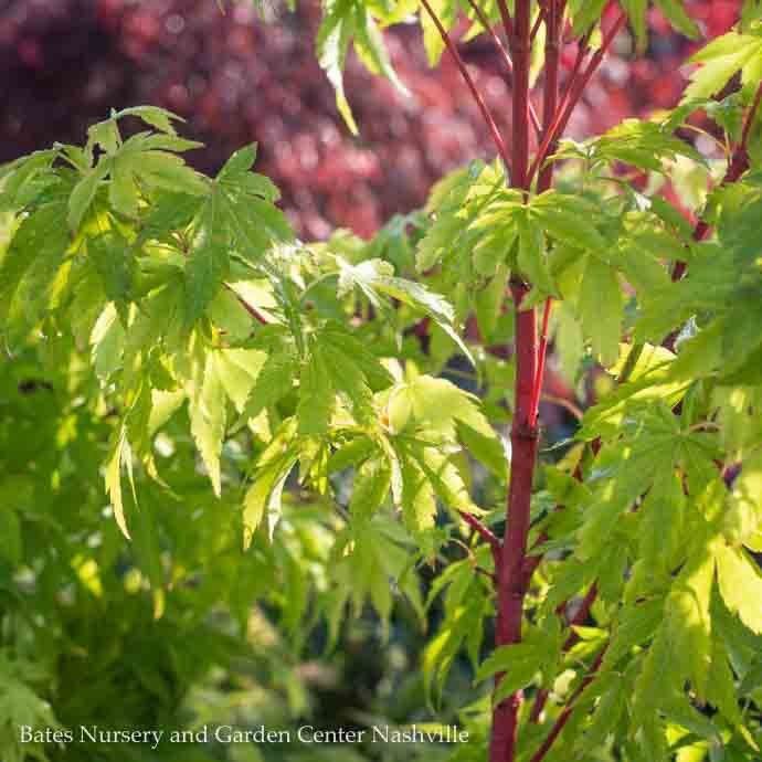 #10 Acer pal Sango kaku/ Upright Coral Bark Japanese  Maple