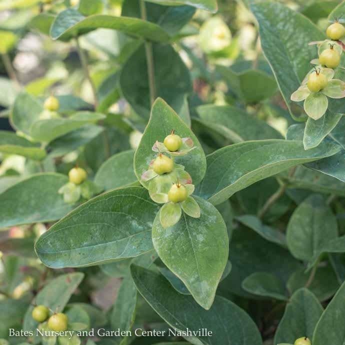 #1 Hypericum x Floralberry &#39;Champagne&#39;/ St. John&#39;s Wort