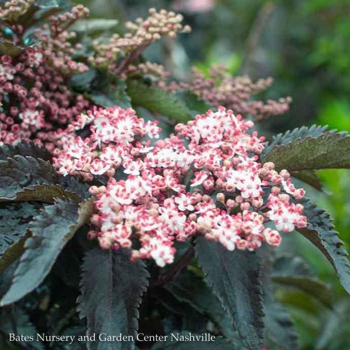 #2 Sambucus nigra Black Tower/ Columnar Elderberry Native (TN)