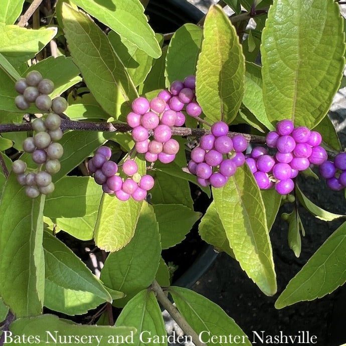 #3 Callicarpa dichotoma Issai/ Beautyberry