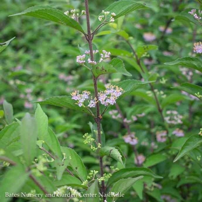 #3 Callicarpa dichotoma Issai/ Beautyberry