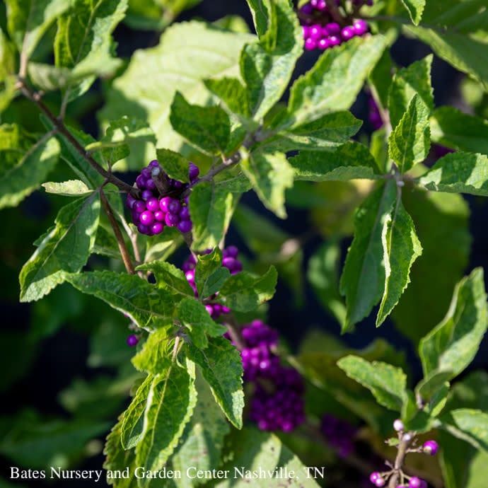 #3 Callicarpa dichotoma Issai/ Beautyberry