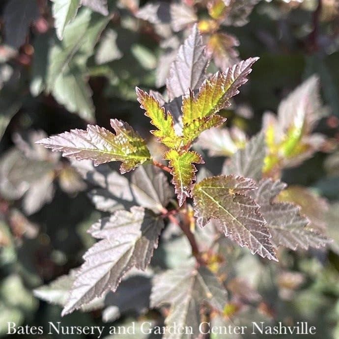 #2 Physocarpus opul Little Joker/ Dwarf Ninebark Native (TN)
