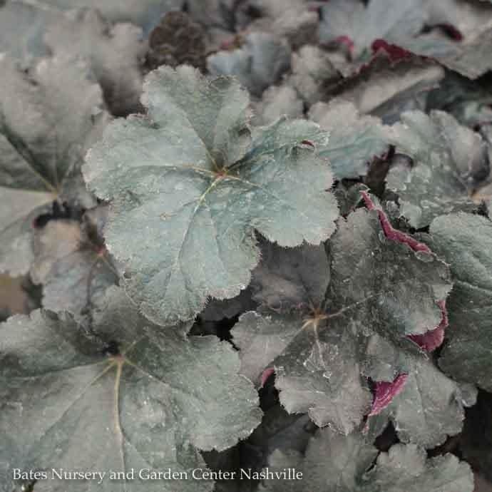 #1 Heuchera x PW Primo &#39;Black Pearl&#39;/ Coral Bells