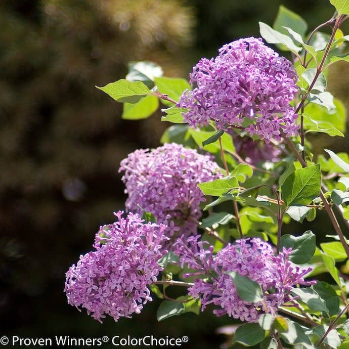 #2 Syringa PW Bloomerang  &#39;Purple&#39;/ Reblooming Lilac