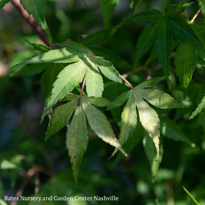 #1 Acer pal Katsura/ Yellow-Green Upright Japanese Maple