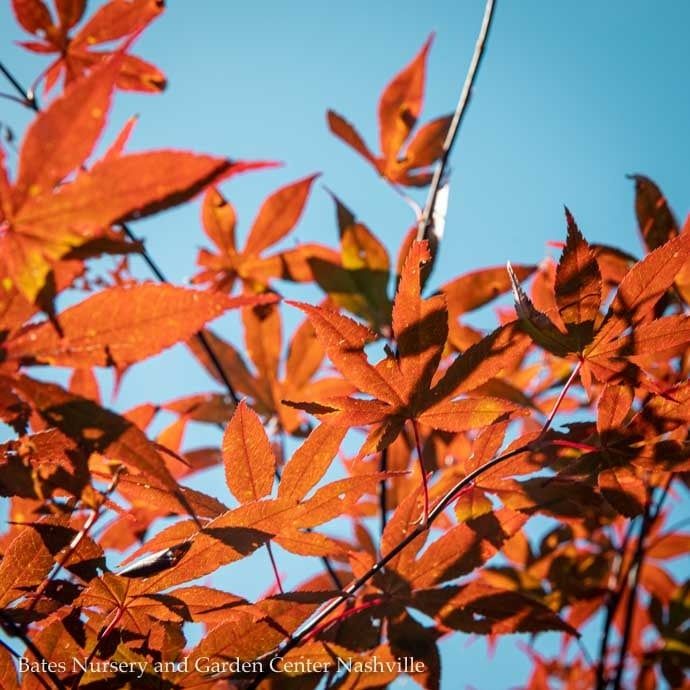 #10 Acer pal Wolff Emperor I/ Red Upright Japanese Maple