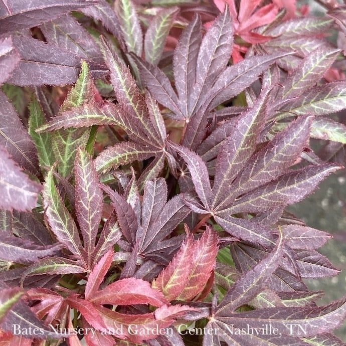 #5 Acer pal Shaina/ Red Upright Dwarf Japanese Maple