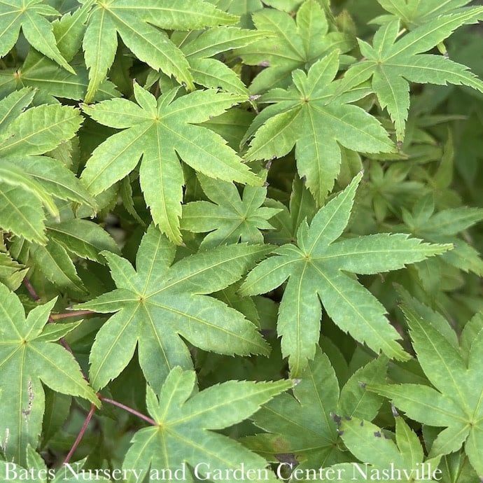 #5 Acer pal Shin Deshojo/ Upright Green Japanese Maple