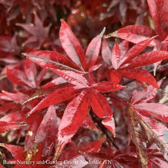 #5 Acer pal Twombly&#39;s Red Sentinel/ Upright Red Japanese Maple