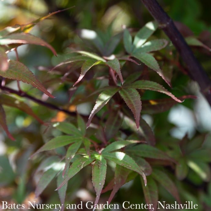 #5 Acer pal Twombly&#39;s Red Sentinel/ Upright Red Japanese Maple
