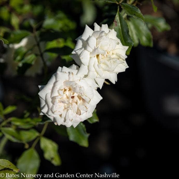 #3 Rosa White Drift/ Groundcover Rose - No Warranty