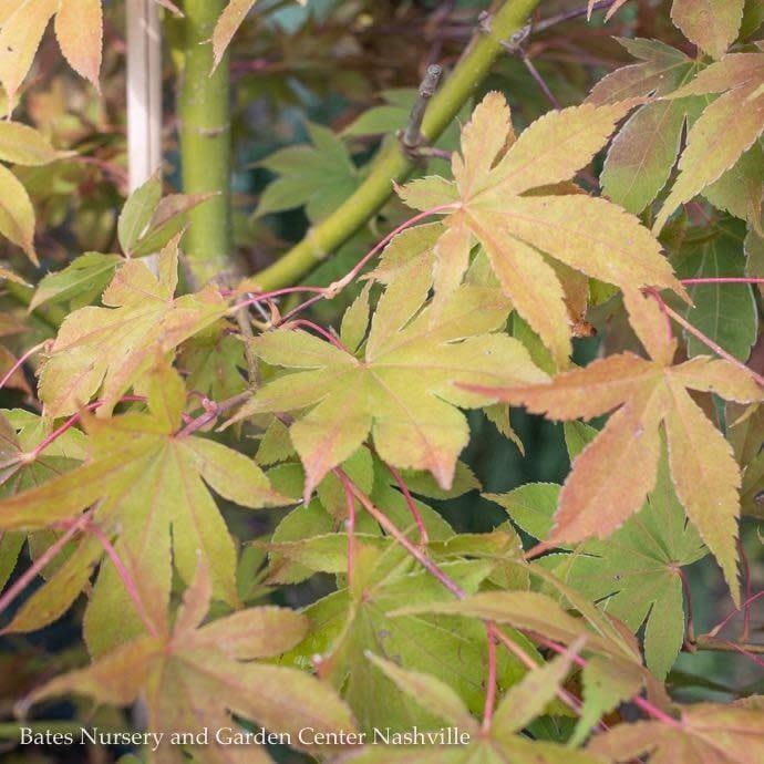 #15 BOX Acer pal Osakazuki AKAME/ Green Upright Japanese Maple
