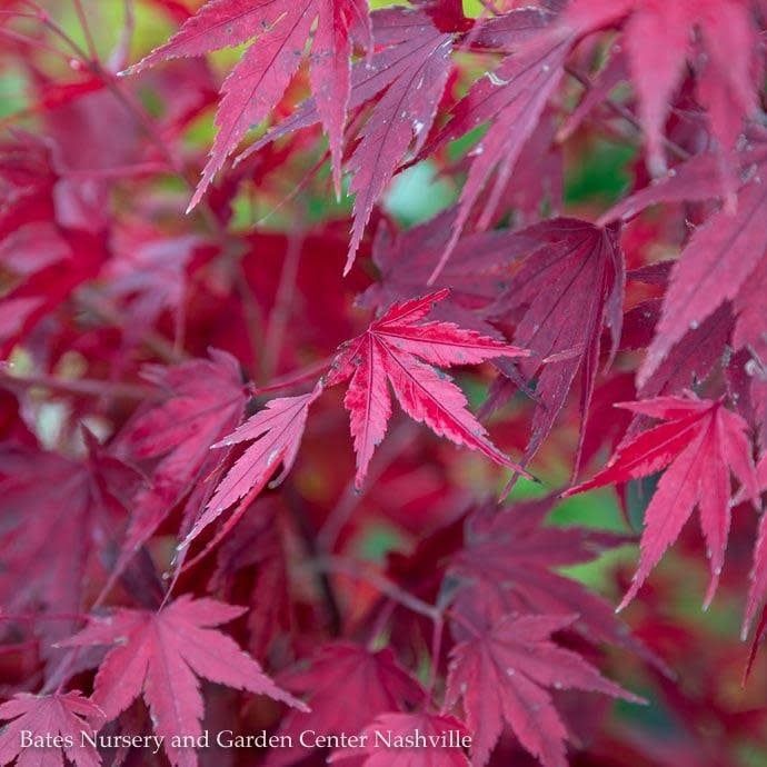 #6 Acer pal Tobiosho/ Green Upright Japanese Maple