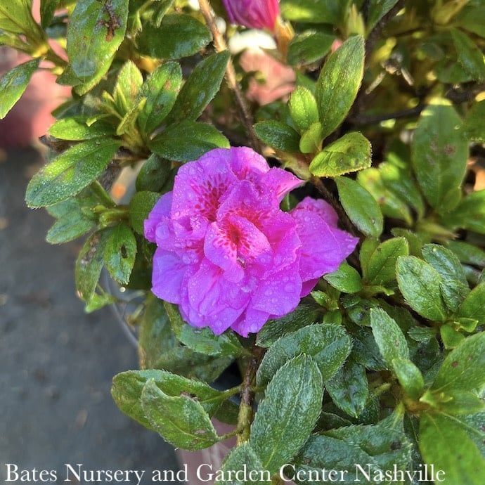 #3 Azalea x Encore Autumn Majesty/ Repeat Dwarf Purple