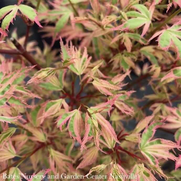 #6 Acer pal Butterfly/ Upright Variegated Japanese Maple